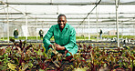 Greenhouse, farmer and portrait of man with vegetables growth, sustainability and eco friendly agriculture. Black man, happy face and business owner of green grocery, healthy food and organic plant 