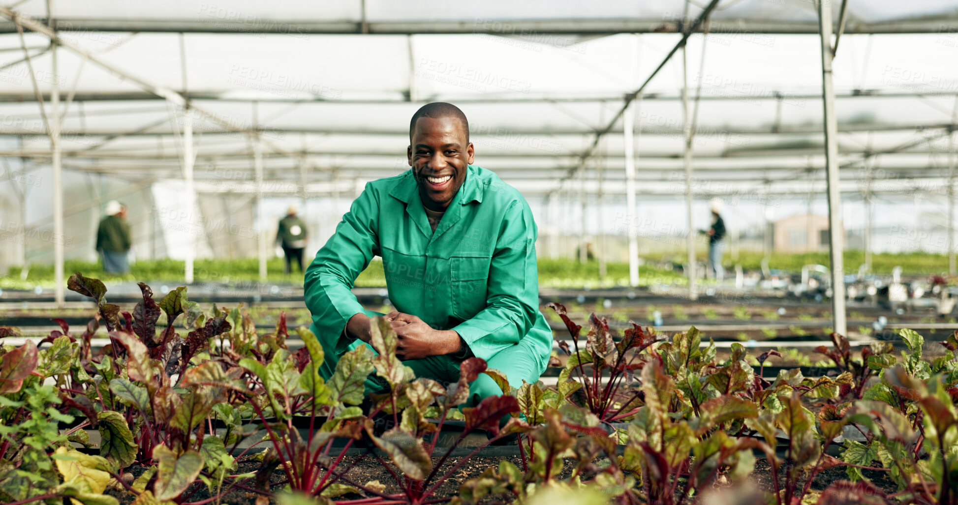 Buy stock photo Greenhouse, farmer and portrait of man with vegetables growth, sustainability and eco friendly agriculture. Black person, happy face or business owner of green grocery, healthy food or organic plant 