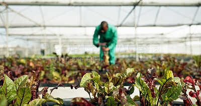 Buy stock photo Plants, farm and sustainability with a person in a greenhouse for eco friendly growth or agriculture. Blurred background, ecology and fresh produce from the earth with a farmer in the countryside