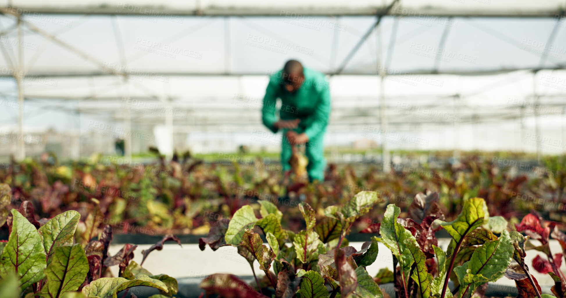 Buy stock photo Plants, farm and sustainability with a person in a greenhouse for eco friendly growth or agriculture. Blurred background, ecology and fresh produce from the earth with a farmer in the countryside