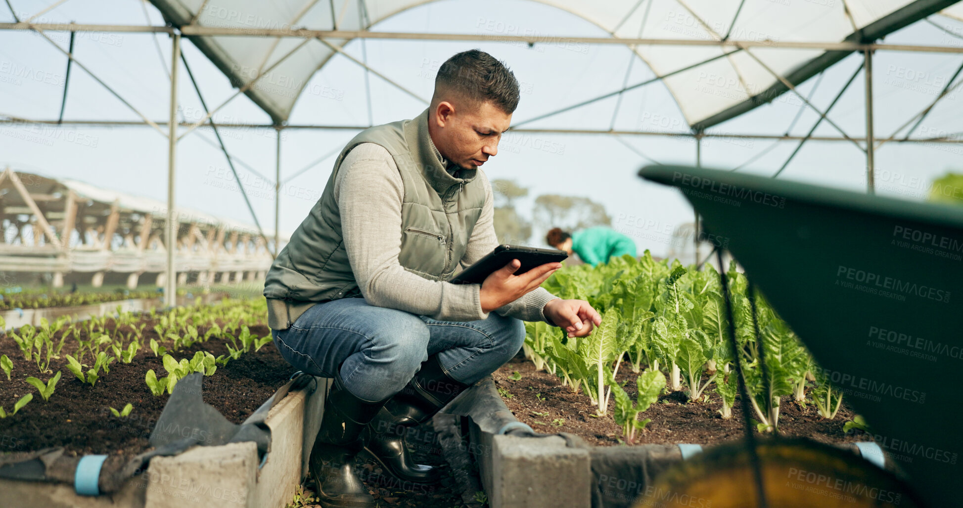 Buy stock photo Tablet, research and a man in a farm greenhouse for growth, sustainability or plants agriculture. Technology, innovation and agribusiness with a farmer tracking crops in season for eco science