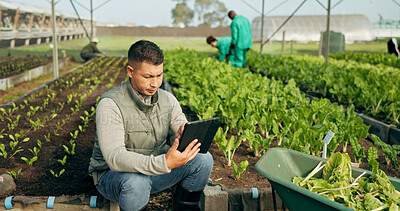 Buy stock photo Farmer, tablet and greenhouse plants, farming and gardening for agriculture, green product and business. Manager, man or entrepreneur with agro harvest or vegetables and typing on digital technology