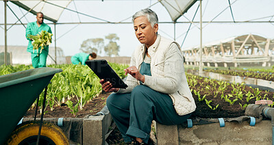 Buy stock photo Woman, tablet and greenhouse plants, farming and gardening for agriculture, green product or agro business. Senior manager or farmer typing data, digital checklist and vegetables or growth inspection