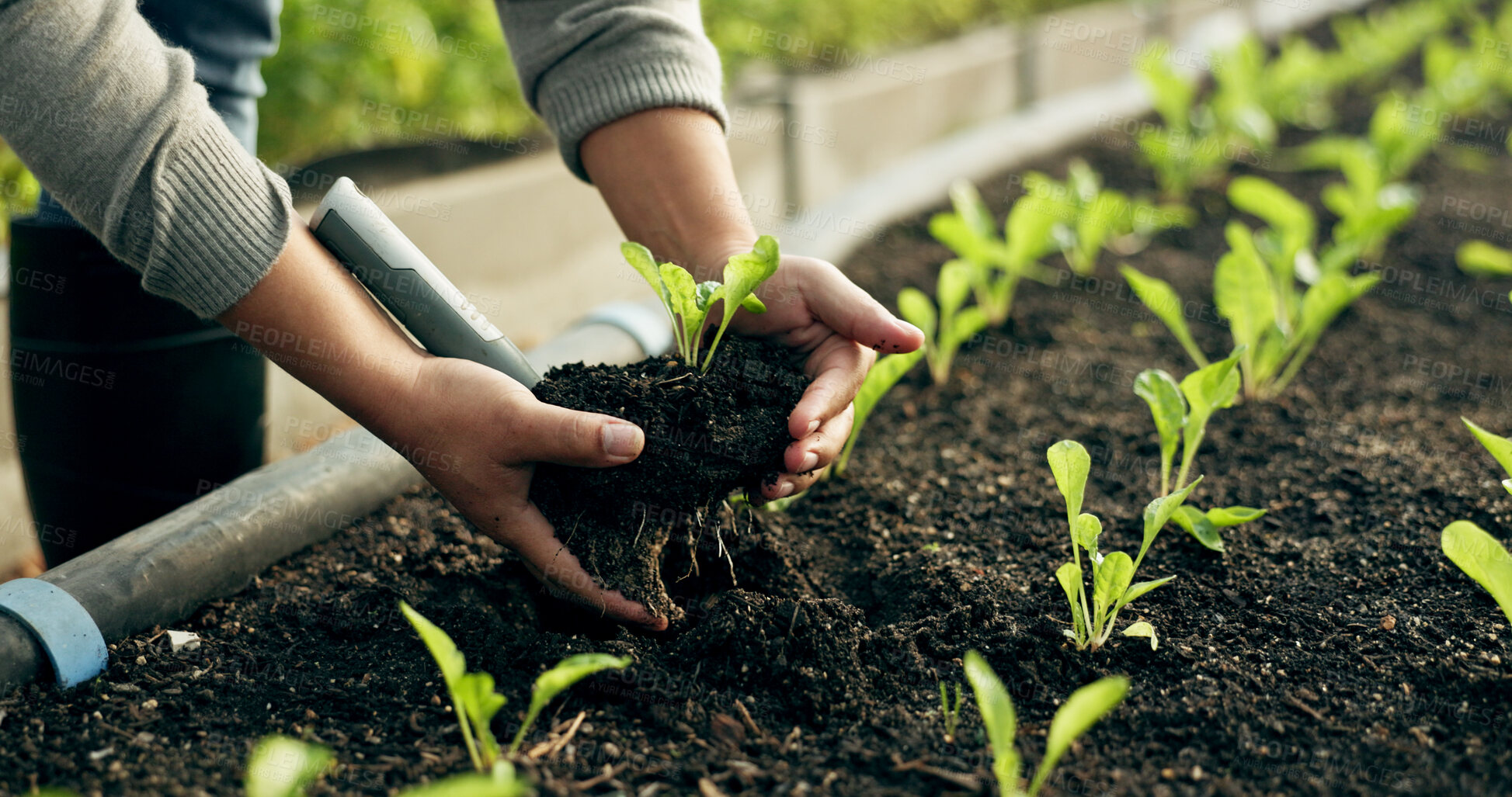 Buy stock photo Farmer hands, plants and agriculture or fertilizer for sustainability, eco friendly farming and vegetables. Person with sprout, soil and green leaves growth, gardening or development in agro business