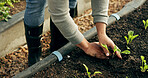 Farmer hands, gardening and plants in soil for agriculture, sustainability and eco friendly farming of vegetables. Person with sprout, green growth and fertilizer or compost for growth or development
