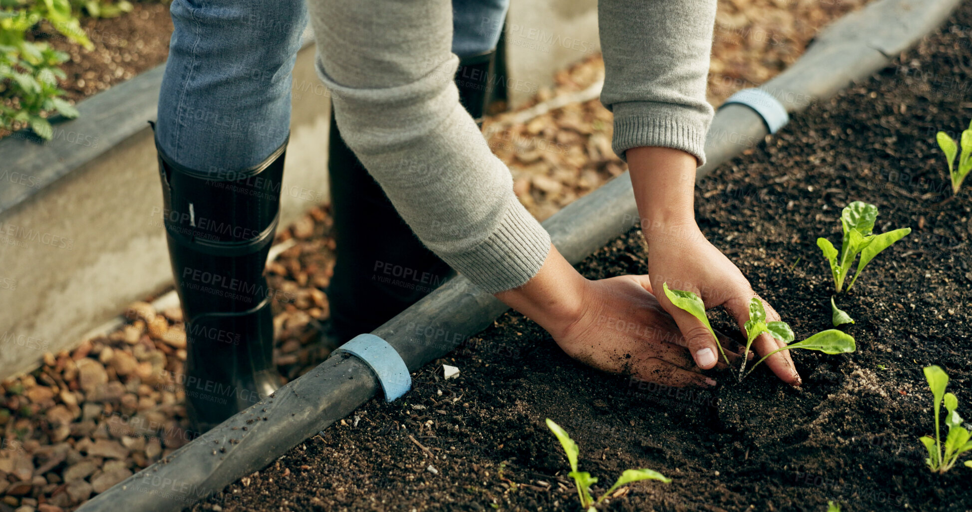 Buy stock photo Farmer hands, gardening and plants in soil for agriculture, sustainability and eco friendly farming of vegetables. Person with sprout, green growth and fertilizer or compost for growth or development