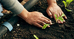 Person hands, gardening and plants in soil for agriculture, sustainability and eco friendly farming of vegetables. Farmer with sprout, green growth and fertilizer or compost for growth or development