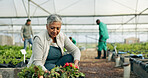 Mature woman, greenhouse and planting with work and agriculture work with a smile of farmer. Sustainability, plants and garden soil with agro career and farming with produce and growth inspection