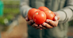 Closeup, hand and tomato for harvest in farming for agro, agribusiness or sustainable development in future growth. Person, eco friendly or plant for fresh, organic or produce for nutrition in health