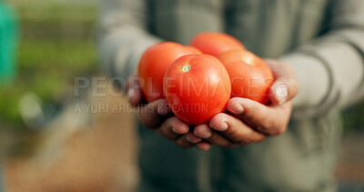 Buy stock photo Closeup, hand and tomato for harvest in farming for agro, agribusiness or sustainable development in future growth. Person, eco friendly or plant for fresh, organic or produce for nutrition in health