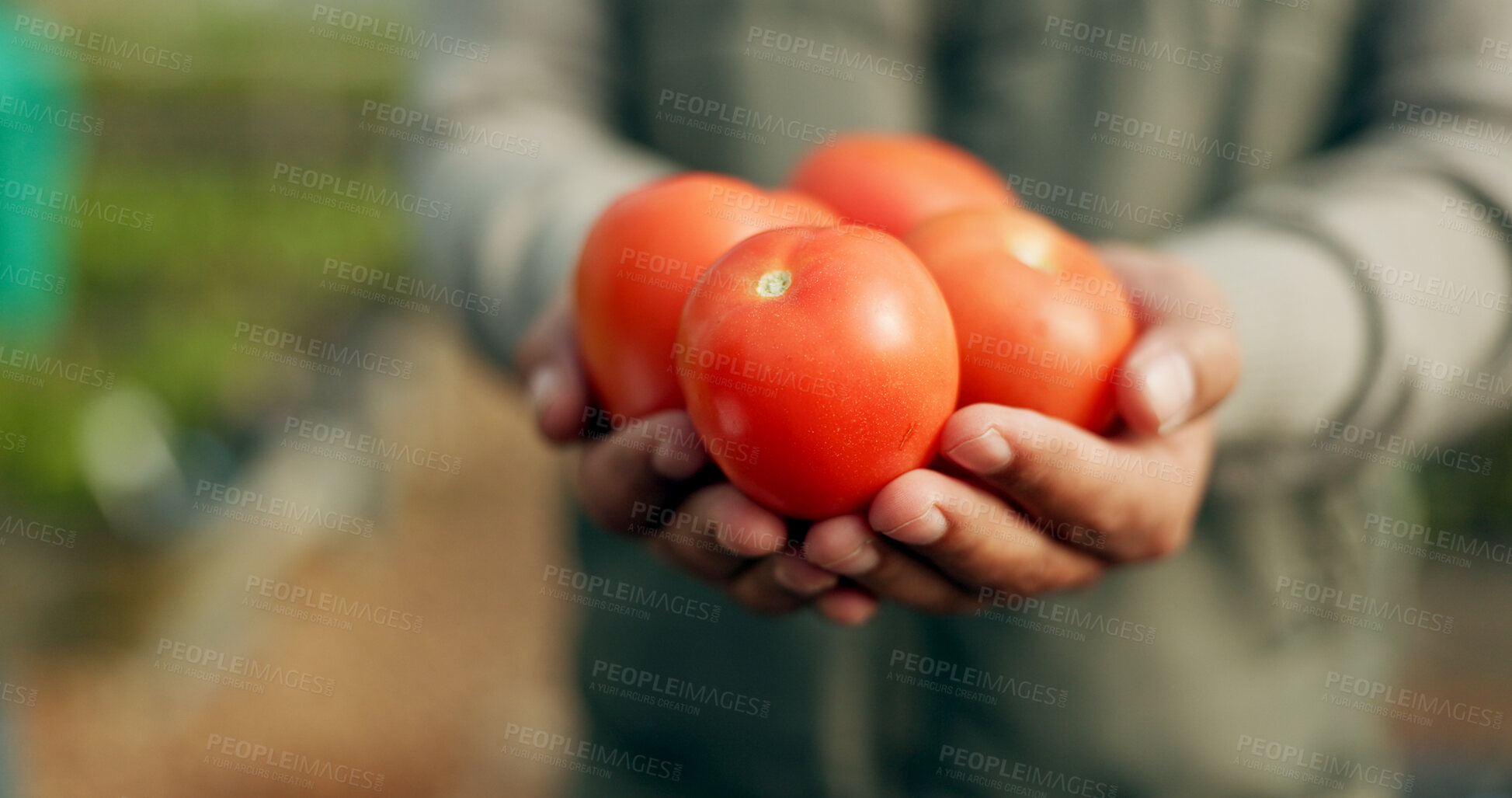 Buy stock photo Closeup, hand and tomato for harvest in farming for agro, agribusiness or sustainable development in future growth. Person, eco friendly or plant for fresh, organic or produce for nutrition in health