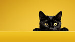 Curious black cat looking across table, yellow background.