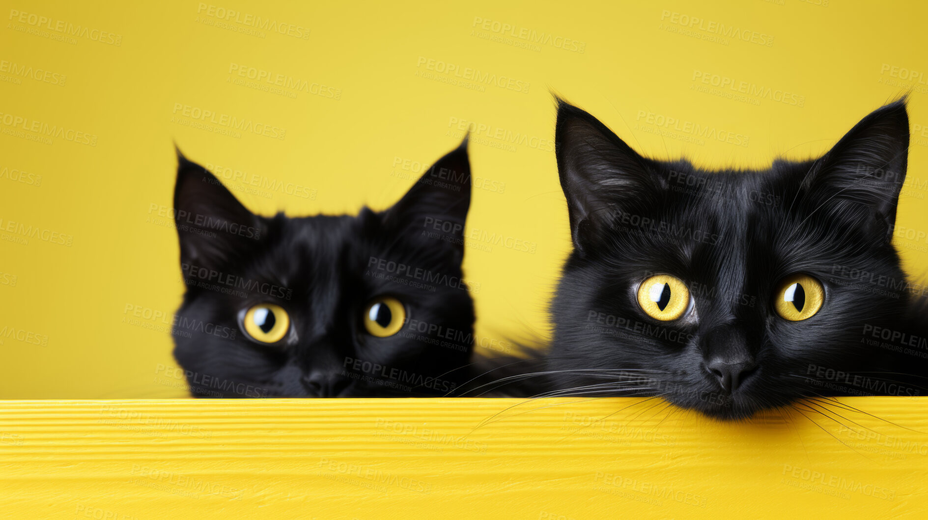 Buy stock photo Curious black cats looking across table, yellow background.