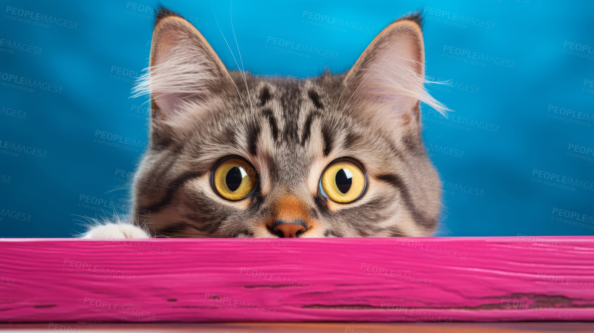 Buy stock photo Curious cat looking across table, colourful background.