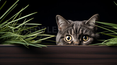 Curious cat looking across table, colourful background.