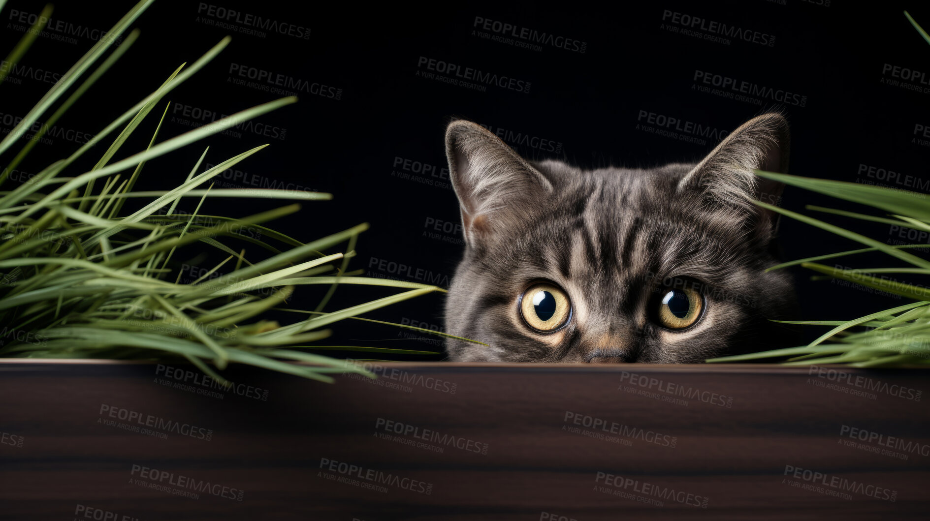 Buy stock photo Curious cat looking across table, colourful background.