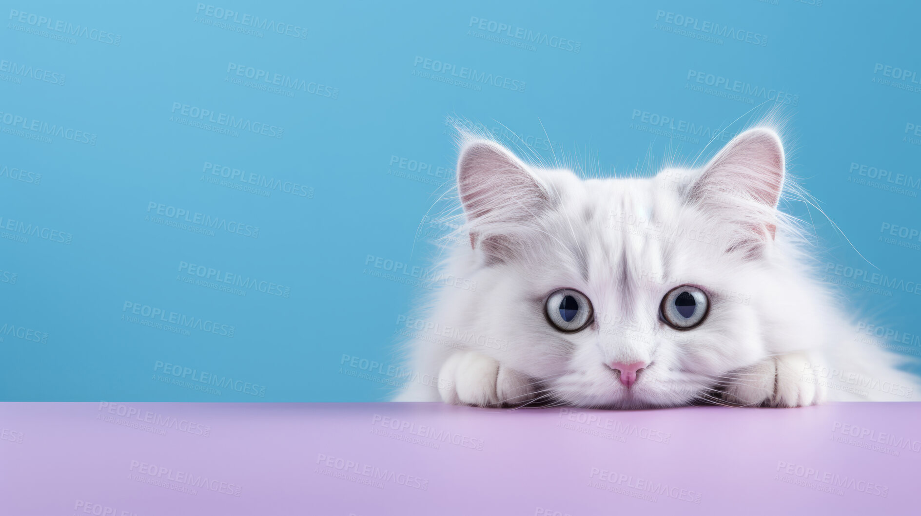 Buy stock photo Curious cat looking across table, colourful background.