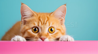 Buy stock photo Curious cat looking across table, colourful background.