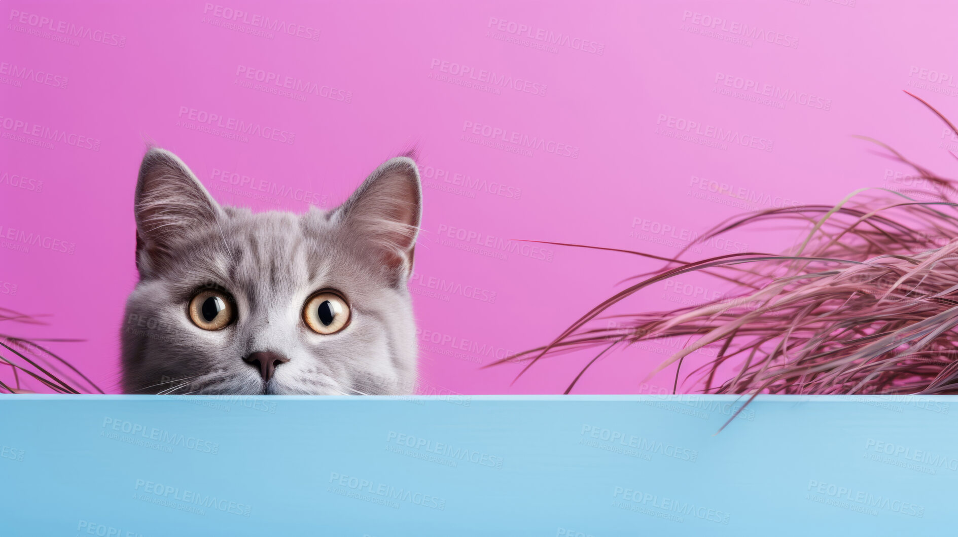 Buy stock photo Curious cat looking across table, colourful background.