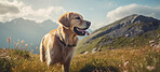 Happy portrait of a dog sitting. Background of mountains and blue sky. Fit dog or companion