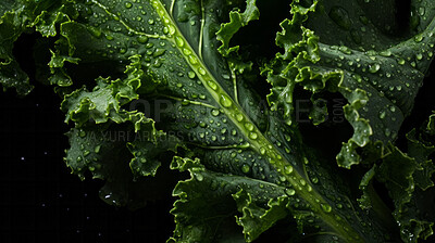 Fresh, kale and green leaf isolated on a black background for diet, health and detox. Organic, leaves, produce from garden for salad, benefits, and wellness food photography on a dark backdrop
