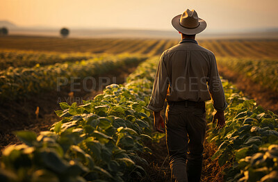 Back, crop and sunset field for farmer walking in soybean agriculture, environment and harvest. Organic food, person and nutritious protein produce on land for service industry and agribusiness
