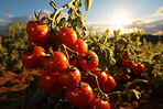 Closeup, tomatoes and plant with farm background, growth and sunshine. Fruit agriculture, outdoor and summer in countryside, food and vegetables in sustainability, development or landscape industry