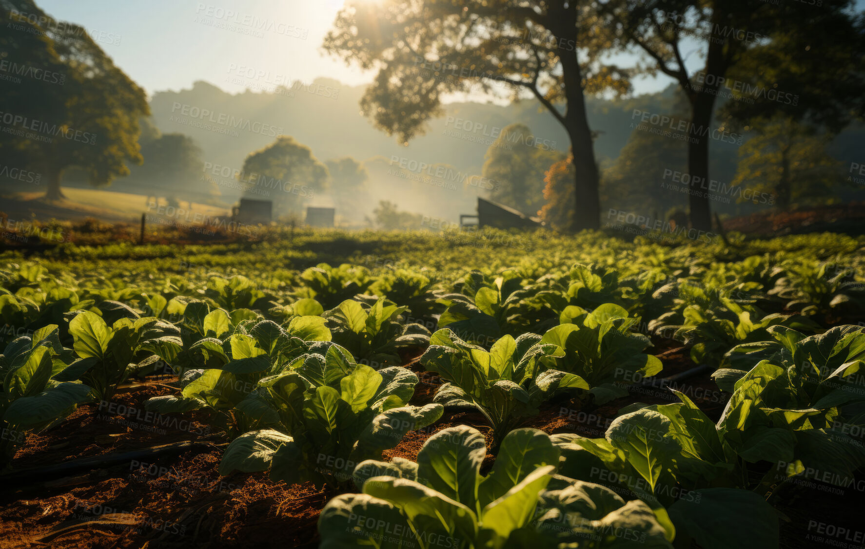 Buy stock photo Agriculture, sustainability and farm with plant, field in countryside for organic, spring and growth with nobody. Landscape, ecology and environment with organic soil  and plants for nature resources