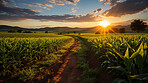 Cornfield, farm and green pasture in nature with background, mockup space and sunshine. Agriculture, outdoor and summer in countryside, farm and growth with sustainability, development and landscape