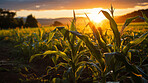 Cornfield, farm and green pasture in nature with background, mockup space and sunshine. Agriculture, outdoor and summer in countryside, farm and growth with sustainability, development and landscape