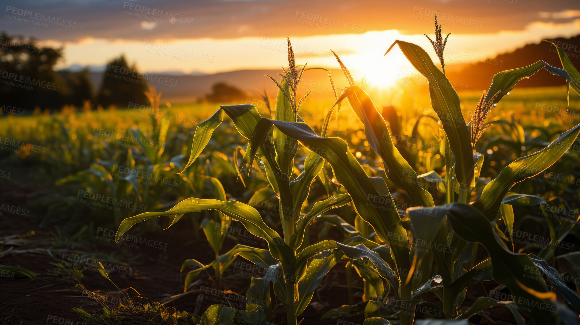 Buy stock photo Cornfield, farm and green pasture in nature with background, mockup space and sunshine. Agriculture, outdoor and summer in countryside, farm and growth with sustainability, development and landscape