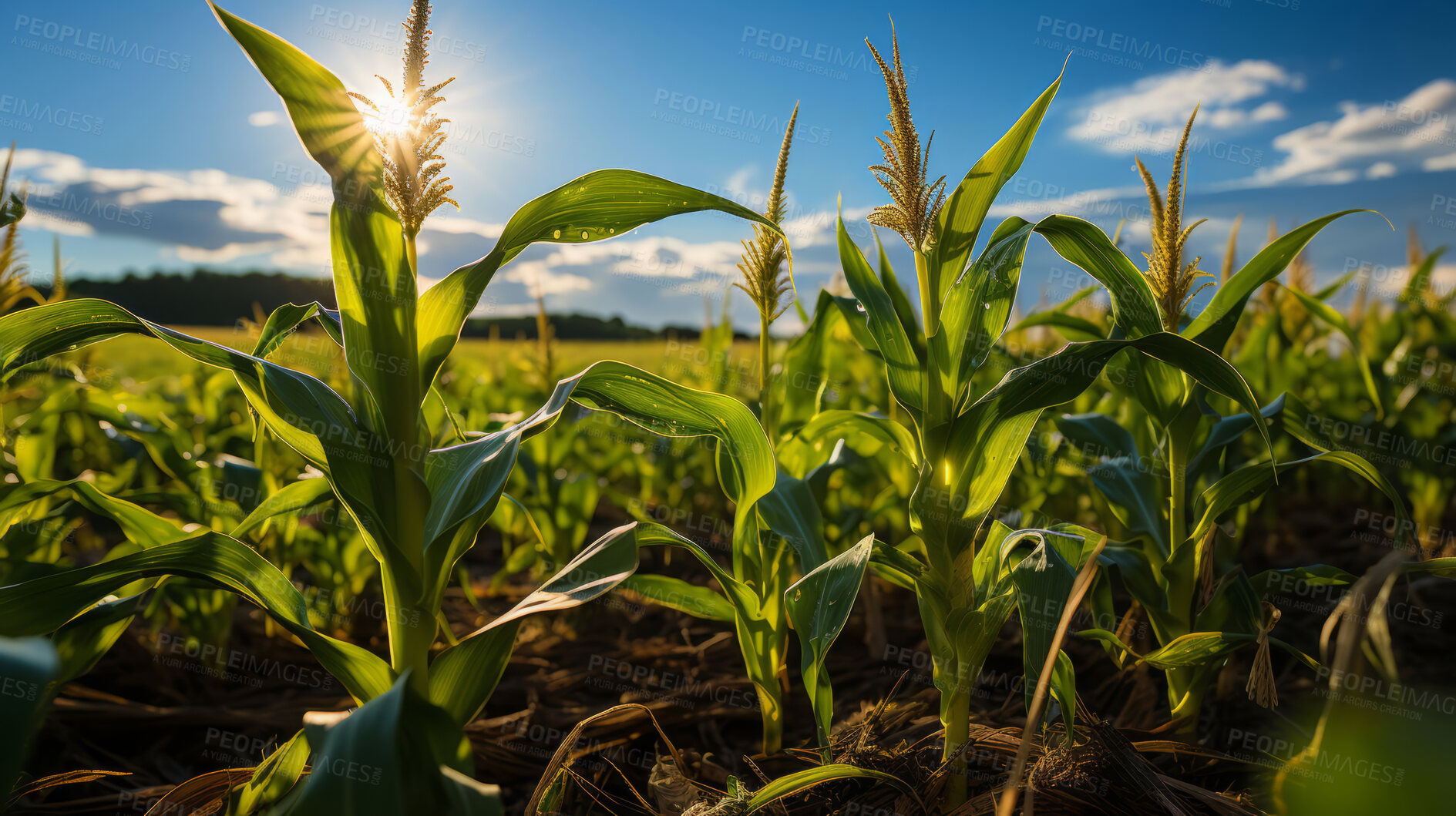 Buy stock photo Cornfield, farm and green pasture in nature with background, mockup space and sunshine. Agriculture, outdoor and summer in countryside, farm and growth with sustainability, development and landscape