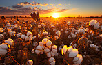 Closeup, cotton field and sunsets in nature with sky background. Agriculture, outdoor and summer in countryside, farming and growth with sustainability, development and landscape for industry