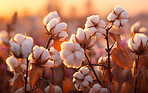 Closeup, cotton field and sunsets in nature with sky background. Agriculture, outdoor and summer in countryside, farming and growth with sustainability, development and landscape for industry