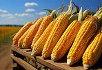 Closeup, corn and maize on table from farming, agriculture and environment harvest. Organic food, plantation and nutritious produce outdoors for service industry, agribusiness and sustainability