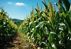 Cornfield, farm and green pasture in nature with background, mockup space and sunshine. Agriculture, outdoor and summer in countryside, farm and growth with sustainability, development and landscape