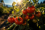 Closeup, tomatoes and plant with farm background, growth and sunshine. Fruit agriculture, outdoor and summer in countryside, food and vegetables in sustainability, development or landscape industry