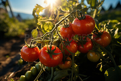 Closeup, tomatoes and plant with farm background, growth and sunshine. Fruit agriculture, outdoor and summer in countryside, food and vegetables in sustainability, development or landscape industry