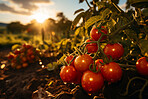 Closeup, tomatoes and plant with farm background, growth and sunshine. Fruit agriculture, outdoor and summer in countryside, food and vegetables in sustainability, development or landscape industry