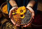 Closeup, hands and person holding sunflower seeds from farming, agriculture and environment harvest. Organic food, farmer and nutritious produce in bowl for service industry and agribusiness