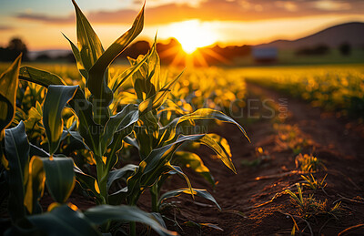 Cornfield, farm and sunset in nature with sky background, mockup space and sunshine. Agriculture, outdoor and summer in countryside, farm and growth with sustainability, development and landscape