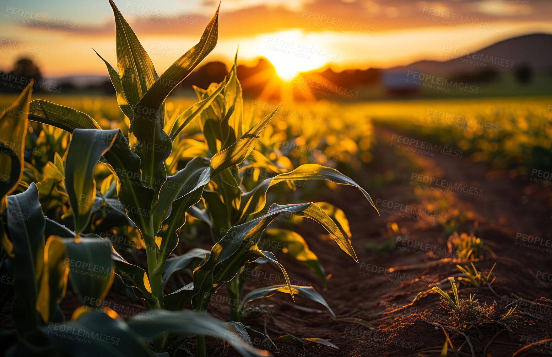 Buy stock photo Cornfield, farm and sunset in nature with sky background, mockup space and sunshine. Agriculture, outdoor and summer in countryside, farm and growth with sustainability, development and landscape