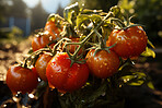 Closeup, tomatoes and plant with farm background, growth and sunshine. Fruit agriculture, outdoor and summer in countryside, food and vegetables in sustainability, development or landscape industry