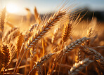 Closeup, farm and wheat field in sunset with background, mockup space and sunshine. Agriculture, outdoor and summer in countryside, grain and growth with sustainability, development and landscape