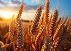 Closeup, farm and wheat field in sunset with background, mockup space and sunshine. Agriculture, outdoor and summer in countryside, grain and growth with sustainability, development and landscape