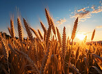 Closeup, farm and wheat field in sunset with background, mockup space and sunshine. Agriculture, outdoor and summer in countryside, grain and growth with sustainability, development and landscape