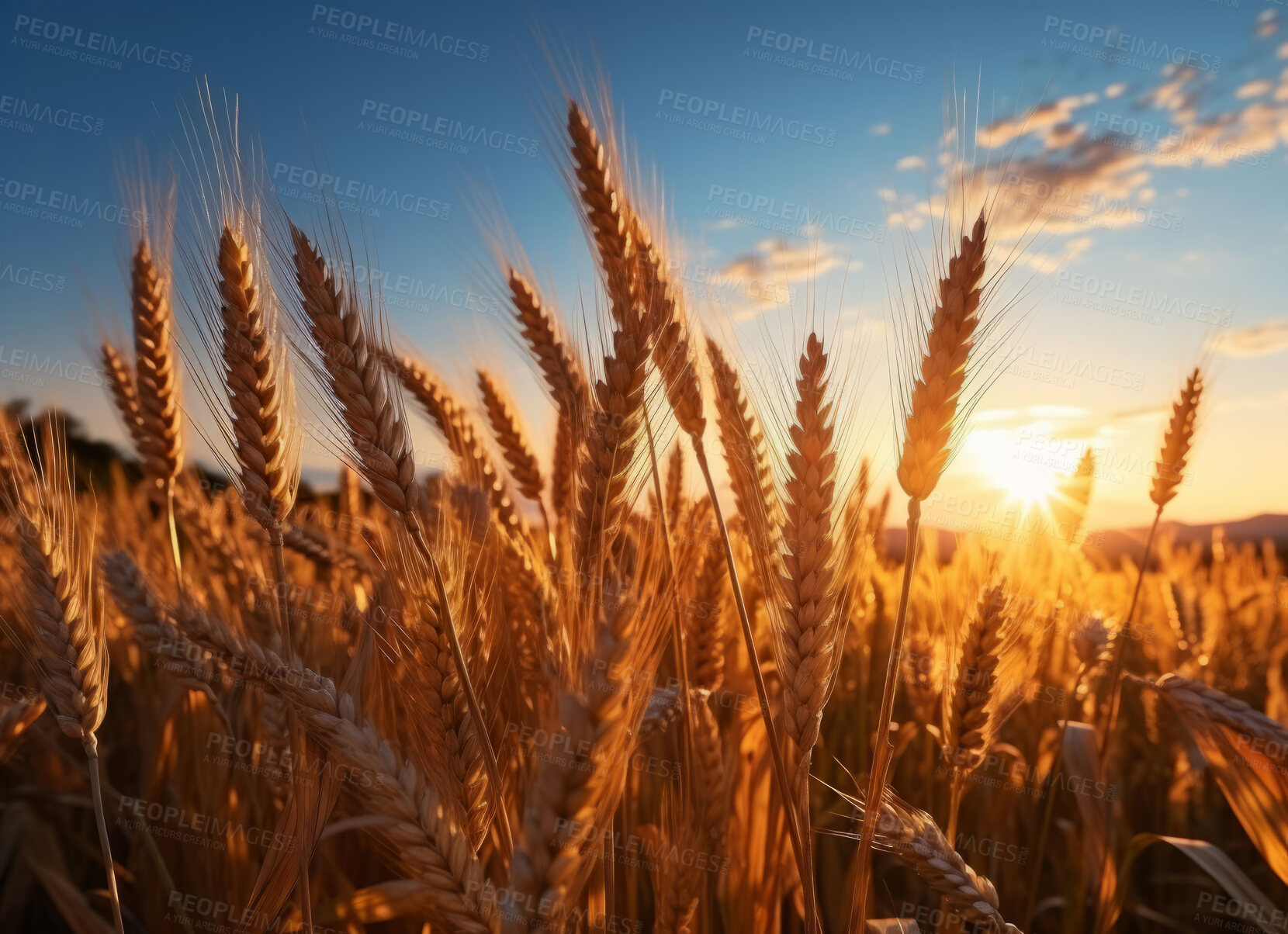 Buy stock photo Closeup, farm and wheat field in sunset with background, mockup space and sunshine. Agriculture, outdoor and summer in countryside, grain and growth with sustainability, development and landscape