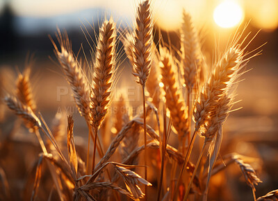 Closeup, farm and wheat field in sunset with background, mockup space and sunshine. Agriculture, outdoor and summer in countryside, grain and growth with sustainability, development and landscape