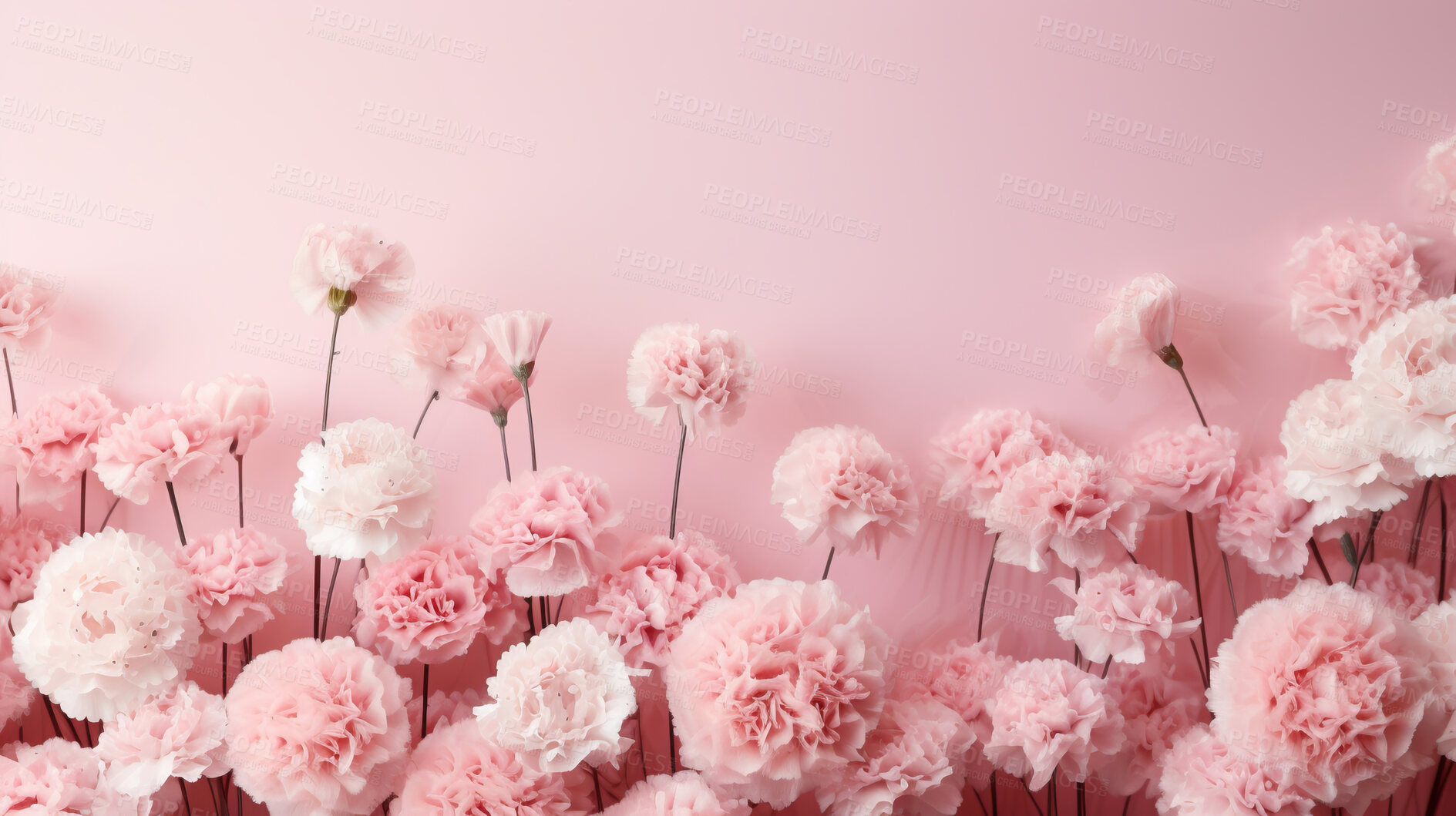 Buy stock photo Carnation whispers, pastel harmony and delicate blooms for a serene floral arrangement, beauty and tranquility. Soft-hued carnations in gentle pastels form a graceful and soothing background. Suitable for spa visuals, mindfulness content and calming aesthetics.