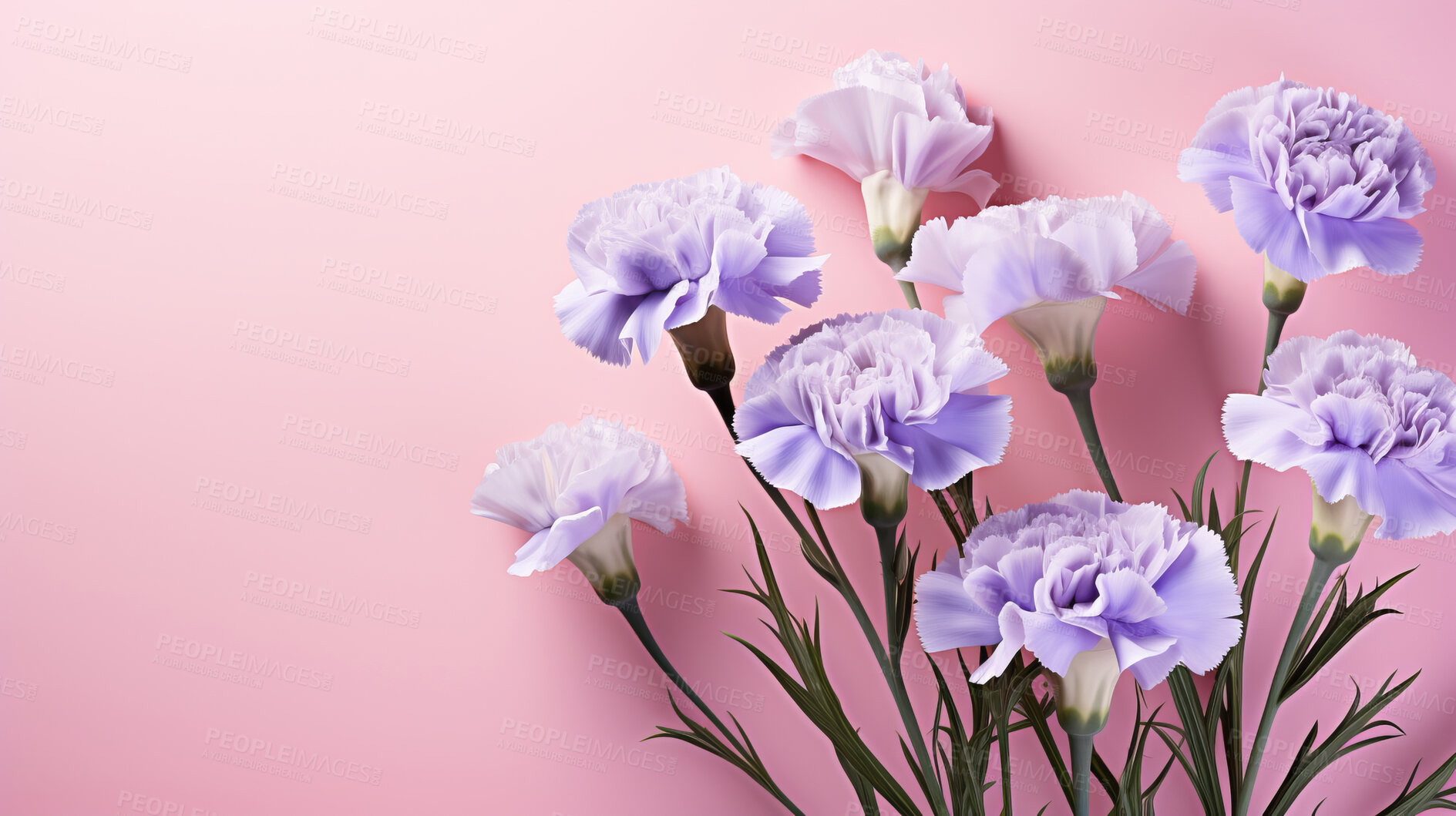 Buy stock photo Carnation whispers, pastel harmony and delicate blooms for a serene floral arrangement, beauty and tranquility. Soft-hued carnations in gentle pastels form a graceful and soothing background. Suitable for spa visuals, mindfulness content and calming aesthetics.